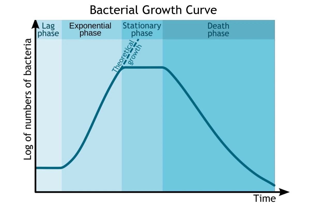 Bacterial growth curve showing the lag, exponential, stationary, and death phases against time