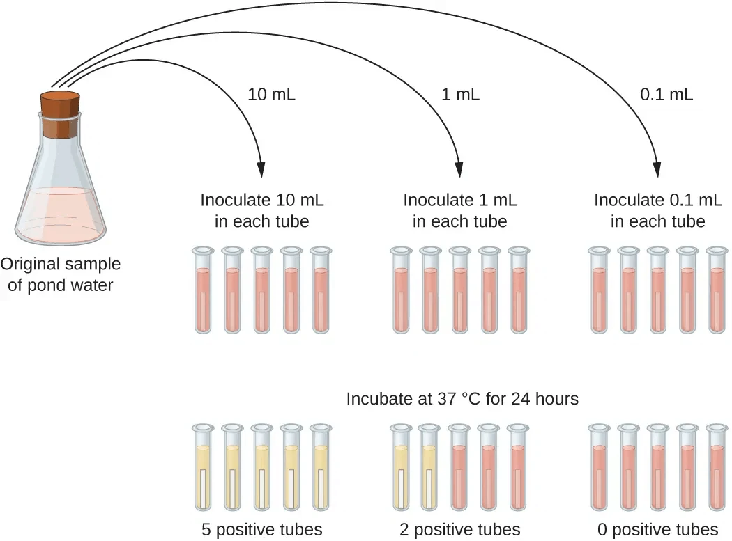 Schematic of the presumptive stage of multiple-tube fermentation for an untreated sample